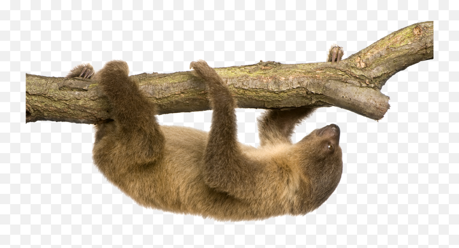 Sloth Png - Sloth With White Background,Sloth Png