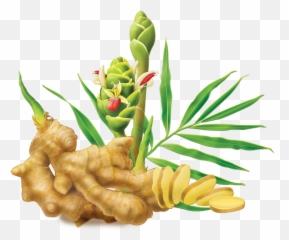 Ginger Vector Sketch Transparent U0026 Png Clipart Free Download - Ginger Plant Transparent Background,Turmeric Png