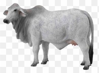 Cow Png Free Images Emoji
