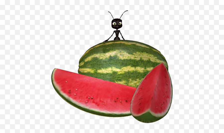Download Hd Watermelon Clipart Ant - Ant With Watermelon Watermelon Png,Watermelon Png Clipart