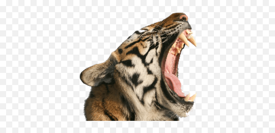 Tigers Transparent Png Images - Page2 Stickpng Tiger Side Mouth Open,Tiger Png