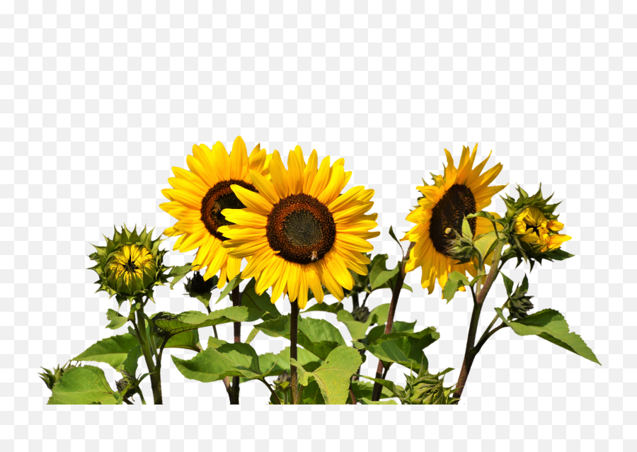 Download Free Png Top 25 Sunflower - Sunflower Png,Sunflowers Transparent Background