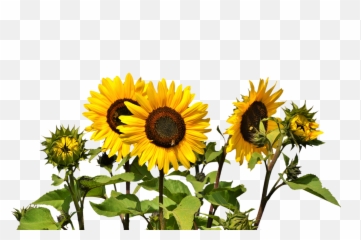 Download Free Png Top 25 Sunflower
