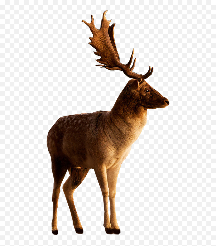 Buck Png 6 Image - Transparent Stag Png,Buck Png