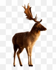 Buck Png 6 Image - Transparent Stag Png,Buck Png