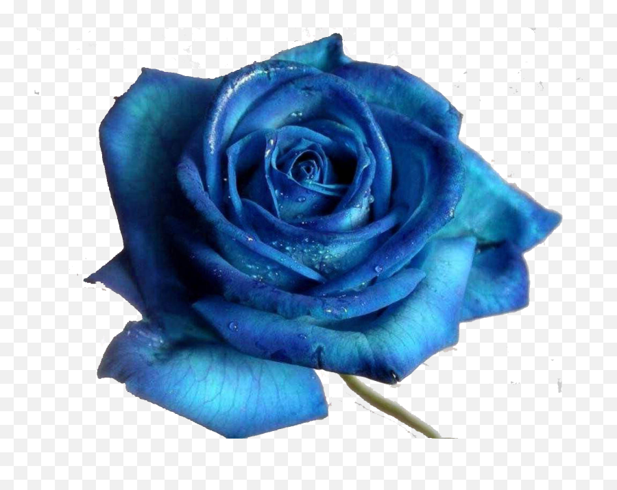 Blue Rose Desktop Wallpaper Flower - Royal Blue Beautiful Blue Flower Png,Blue Rose Png