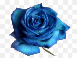 Blue Rose Desktop Wallpaper Flower - Royal Blue Beautiful Blue Flower Png,Blue Rose Png