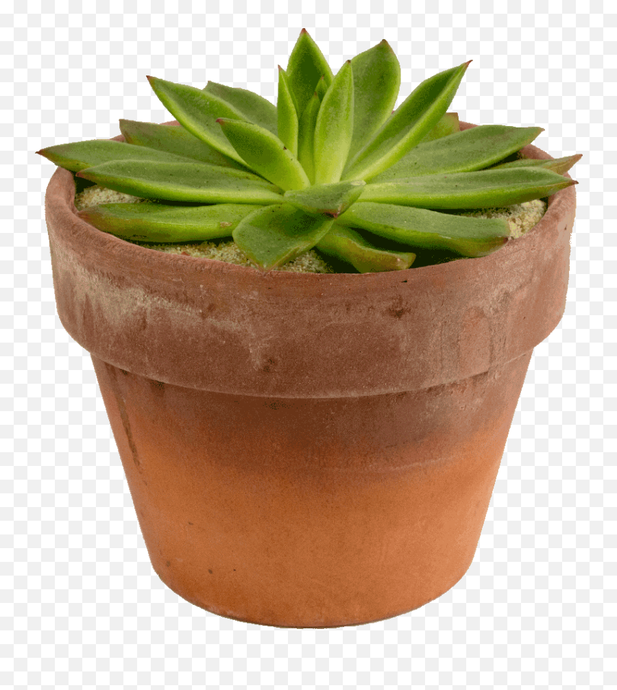 Potted Flowers Png - Potted Succulent Png,Succulent Transparent Background