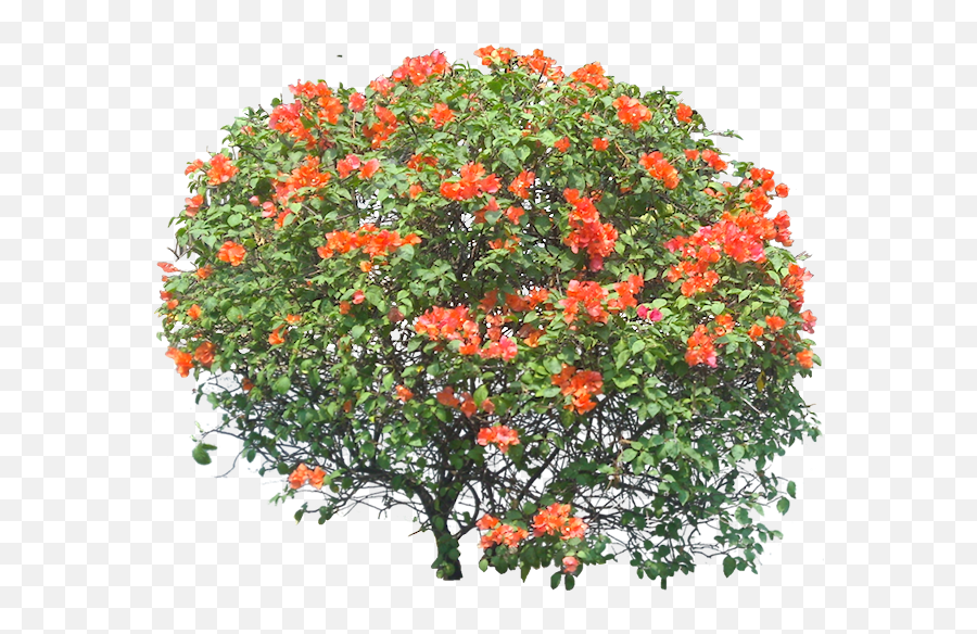 Plant Images With - Shrub Bougainvillea Png,Bougainvillea Png