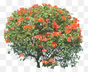 Plant Images With - Shrub Bougainvillea Png,Bougainvillea Png