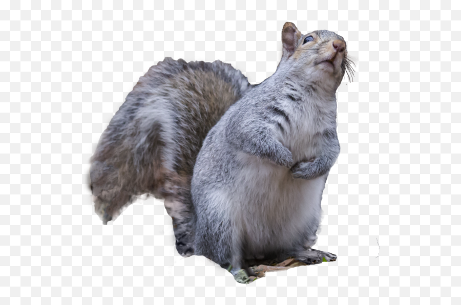 Download - Squirrelpngtransparentimagestransparent Png Squirrel,Squirrel Transparent