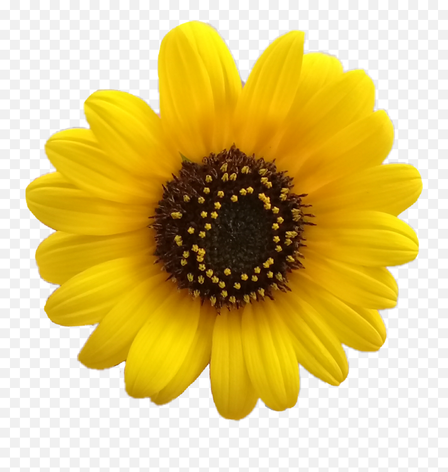 Flores Png Tumblr - Yellow Daisy Flower Png,Sunflower Transparent Background