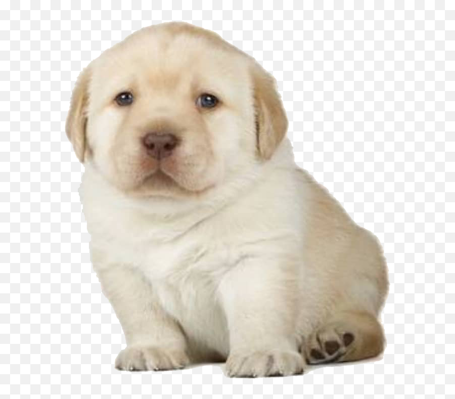 Perro - Labrador Puppy Stock Png,Doge Png