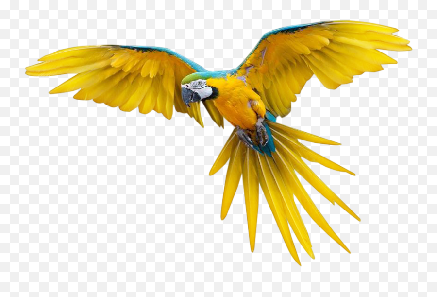 Download Pajaros Png Transparente - Flying Bird Png Full Colorful Flying Birds Gif,Bird Transparent