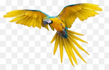Download Pajaros Png Transparente - Flying Bird Full Colorful Birds Gif