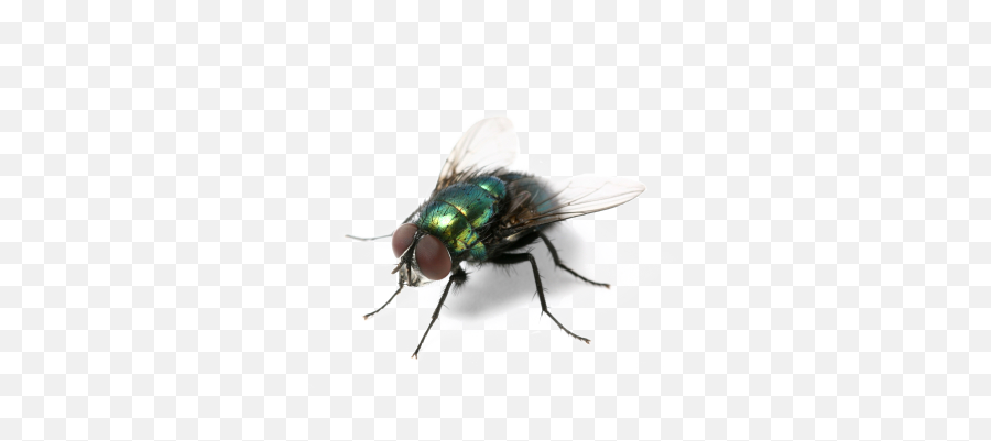 Fly Transparent Hd Of A - Annoying Things In Summer Png,Fly Png
