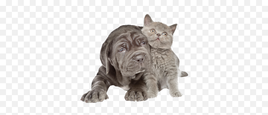 Freeze Dry Pet Food - Neapolitan Mastiff Png,Pets Png