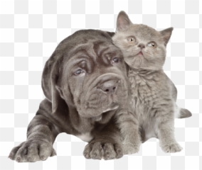 Freeze Dry Pet Food - Neapolitan Mastiff Png,Pets Png