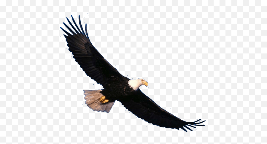 Eagle Png Image For Free Download - Clipart Realistic Eagle Flying,Eagle Png