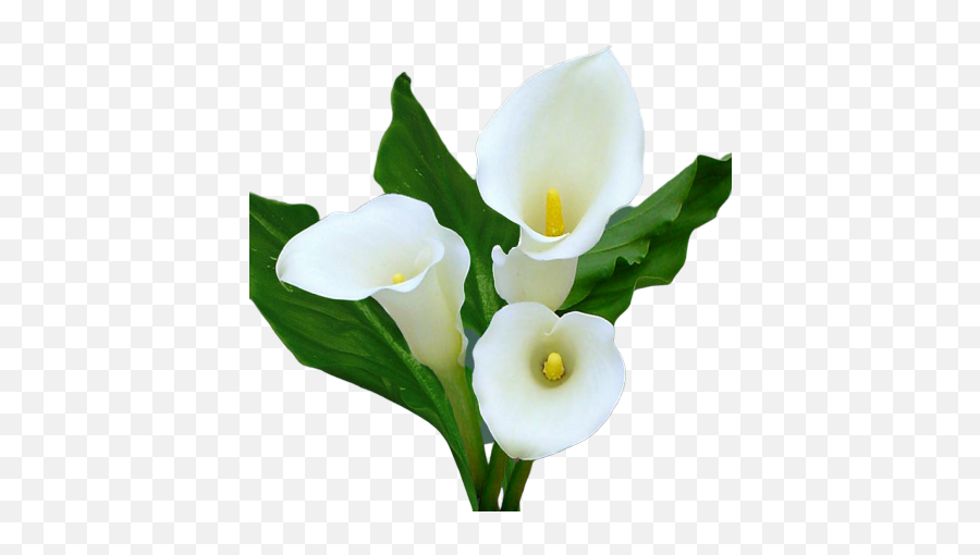 Aspen Calla Lily U2013 Divine Orchids Png