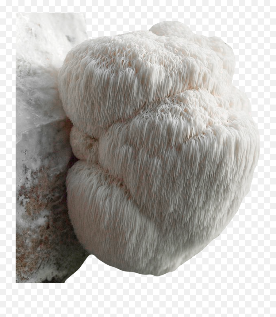 Detroit Mushroom Company - Mane Mushroom Png,Mushroom Transparent