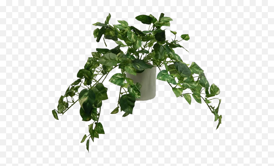 Modern Pothos Tabletop Ivy In Pot - Ivy In A Pot Png,Ivy Transparent