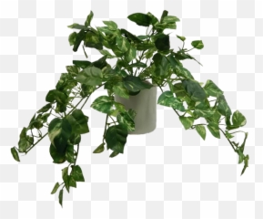 Modern Pothos Tabletop Ivy In Pot - Ivy In A Pot Png,Ivy Transparent