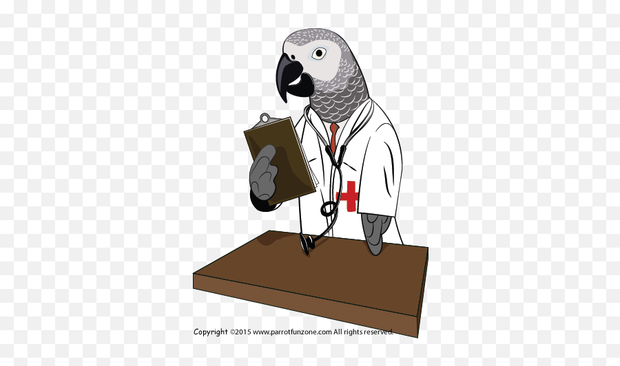 Health Matters Png Cockatiel Icon