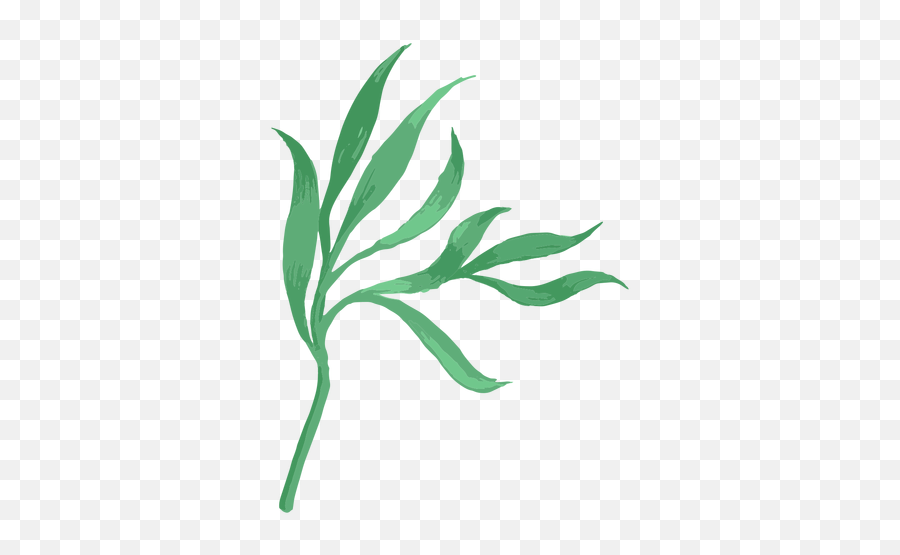 Simple Hand Drawn Long Leaves Transparent Png U0026 Svg Vector - Drawing,Greenery Icon