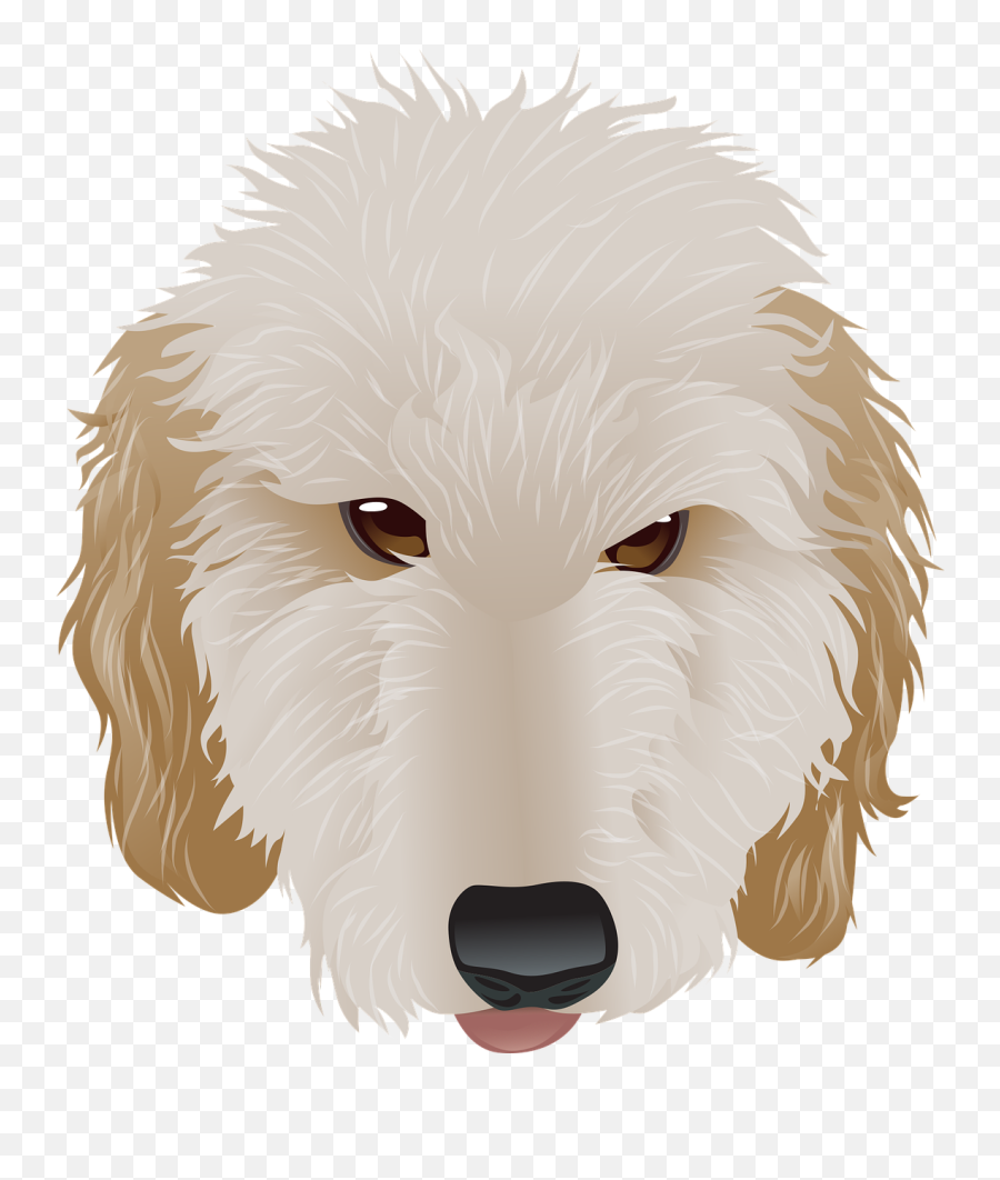 Golden Doodle Dog - Free Vector Graphic On Pixabay Golden Doodle Png,Dog Face Icon