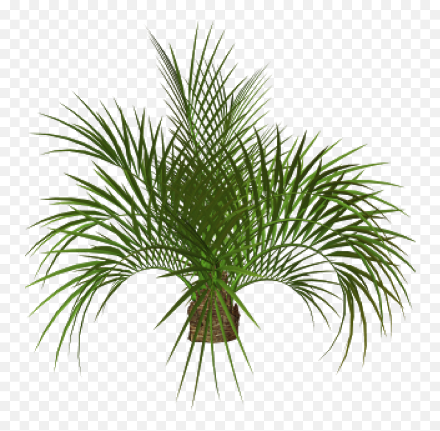 Download Palm Tree Plan Png - Palm Tree Png Full Size Png Palm Plant Png Transparent,Wild Grass Png
