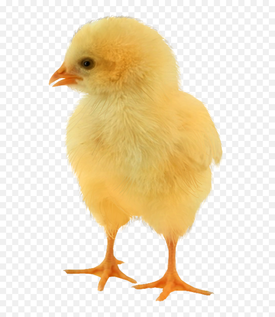 Baby Chicken Png Transparent Cartoon - Jingfm,Baby Chicks Png