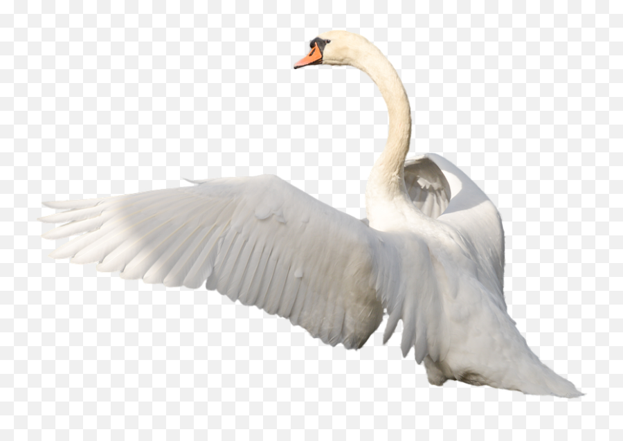 Swan Transparent - Swan Flying Png,Swan Png