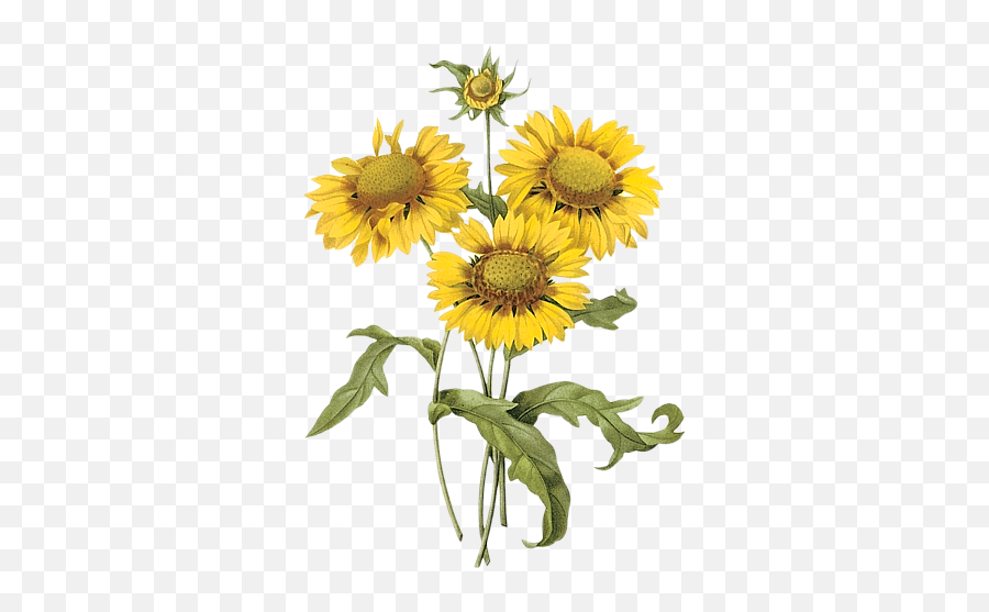Sunflowers Watercolor Transparent Png - Botanical Illustration Yellow Flower,Watercolor Sunflower Png