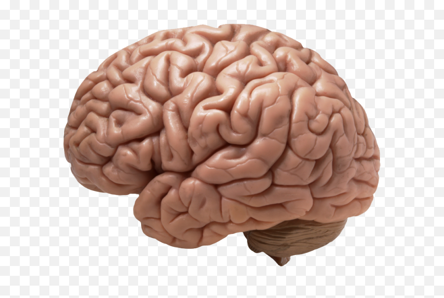 Human Brain Transparent Png Picture - Brain Diseases,Brain Transparent Background