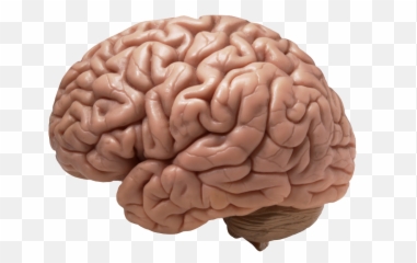 Human Brain Transparent Png Picture - Brain Diseases,Brain Transparent Background
