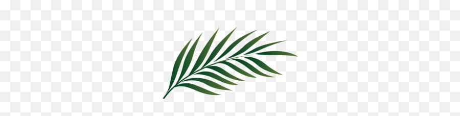 Palm Branch Image Free Cliparts That - Palm Leaf Clipart Png,Tropical Leaf Png