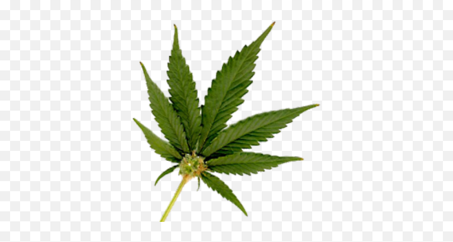 Real Weed Leaf Png 3 Image - Marijuana Leaf With Bud,Weed Leaf Png
