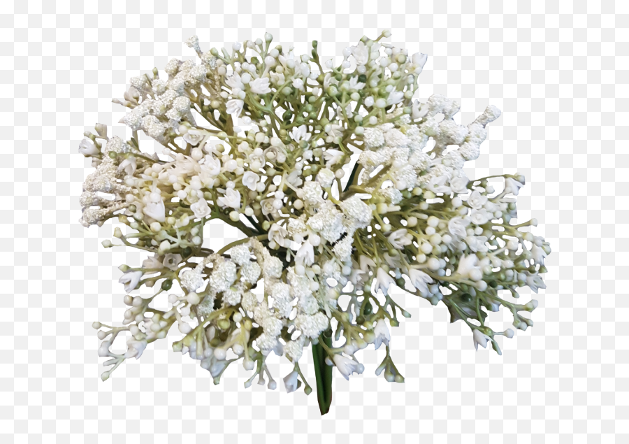 baby breath png 5 image transparent background baby breath png free transparent png images pngaaa com pngaaa com