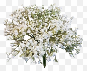 Baby Breath Png 5 Image - Transparent Background Baby Breath Png,Baby's Breath Png