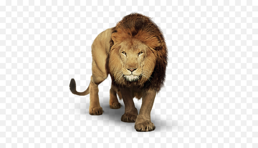 Download Free Png Lion Hd Quality - Dlpngcom Transparent Lion Png,Roaring Lion Png