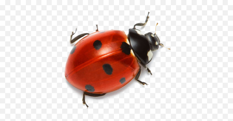 Ladybug Transparent Png - Real Ladybug Transparent Background,Ladybug Png