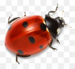 Ladybug Transparent Png - Real Ladybug Transparent Background,Ladybug Png