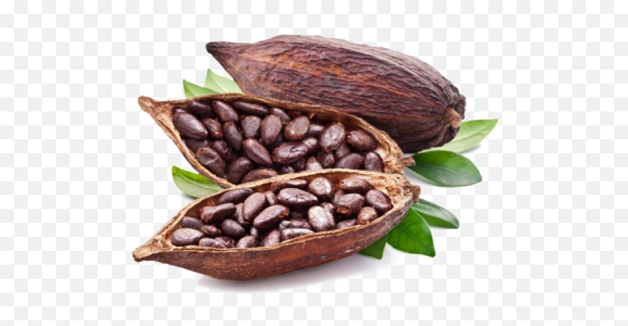 Cocoa Beans Png Pic - Cocoa Bean,Cacao Png