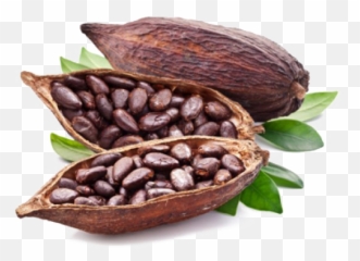 Cocoa Beans Png Pic - Cocoa Bean,Cacao Png