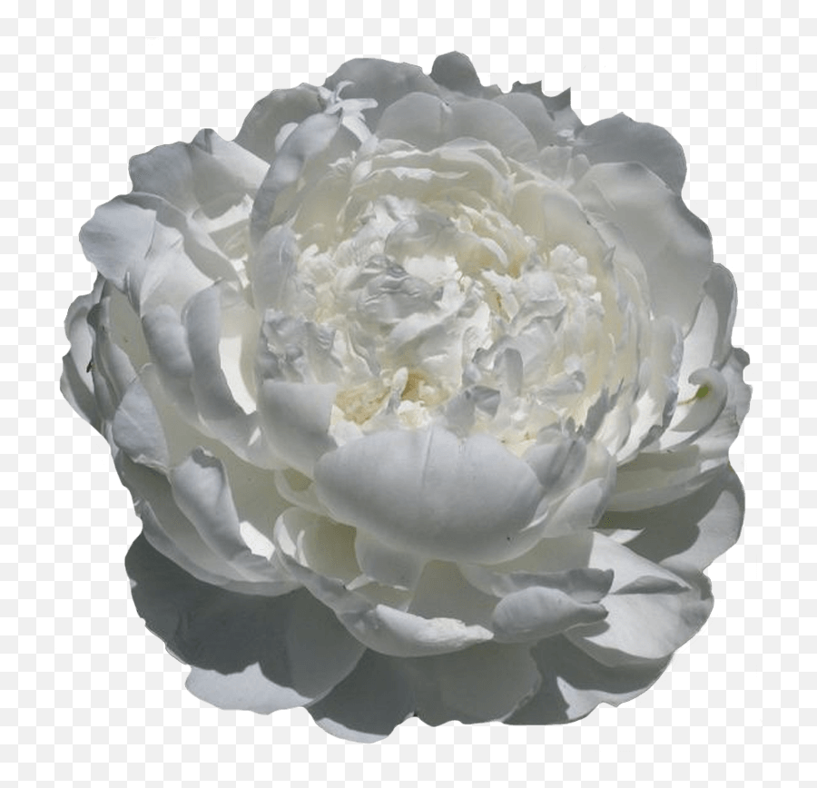 Paeonia White Ivory - Peonies My Peony Society Artificial Flower Png,Mexican Flowers Png