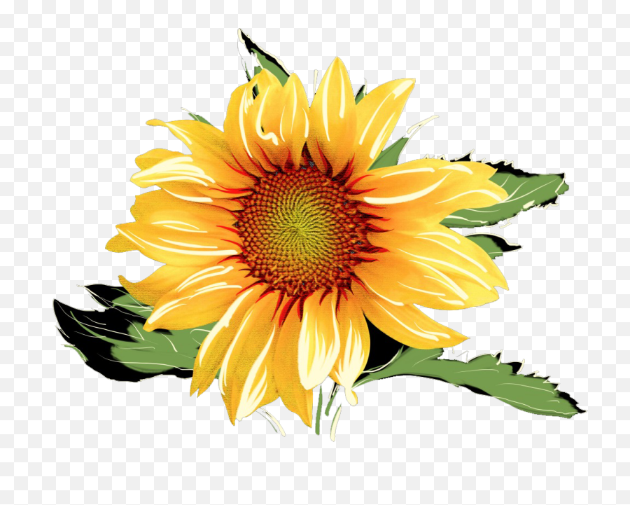 Download Hd Sunflowers Png Watercolor - Watercolor Sunflower Transparent Background,Sunflower Transparent Background