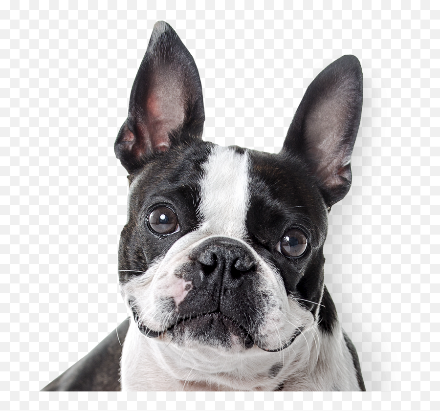 Dog Ears - Transparent Boston Terrier Png,Bulldog Png