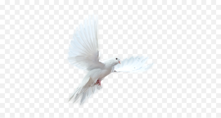 White Dove Psd - Psychic School How To Become A Psychic Transparent Background Flying Doves Png,White Doves Png