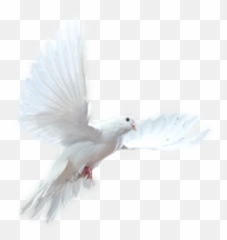 White Dove Psd - Psychic School How To Become A Psychic Transparent Background Flying Doves Png,White Doves Png